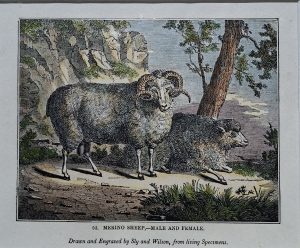 Merino Sheep, Male & Female, woodcut