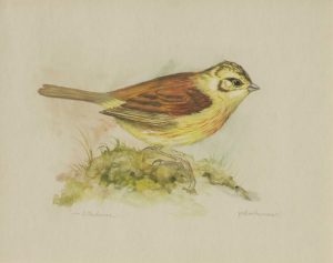 Yellowhammer
