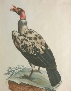 Griffin Vulture