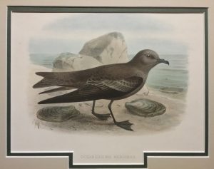 Oceanodroma Monorhis (Swinhoe's storm petrel)
