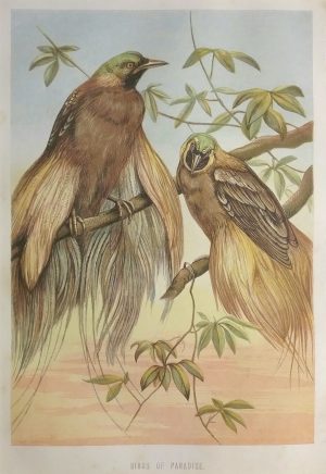 Birds of Paradise