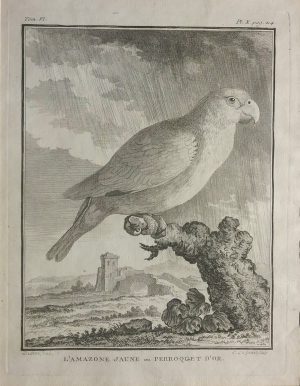 L'amazone jaune or Perroquet d'or (The Yellow Amazon or Golden Parrot) uncoloured
