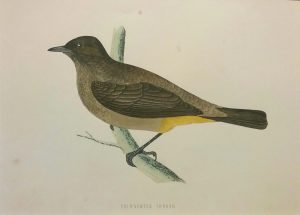 Gold-vented Thrush