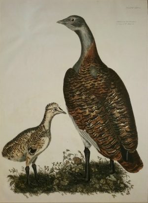 Female Bustard & Young