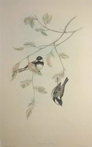 Coal Tit, Parus Ater