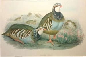 Caccabis Rubra  (Red Legged Partridge)
