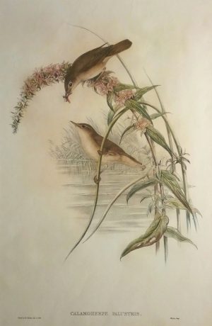 Calamoherpe Palustris (Marsh Warbler)