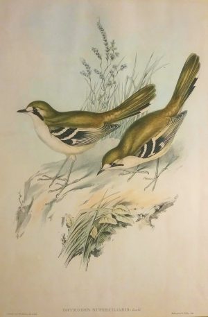 Drymodes Superciliaris, (northern scrub robin)