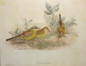 Budytes Flava, (Grey-headed Wagtail)
