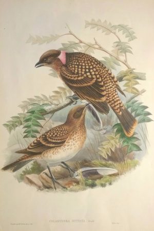 Chlamydera guttata, Western Bowerbird