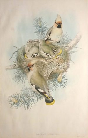 Ampelis Garrulus, Bohemian Waxwing