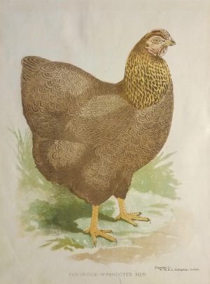 Partridge-wyandotte Hen