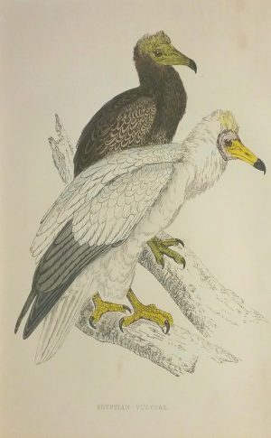 Egyptian Vulture