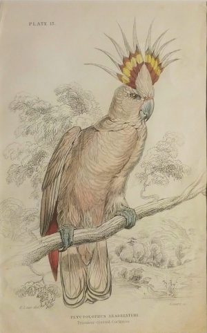 Plyctolophus Leadbeatrei, Tricolour Crested Cockatoo