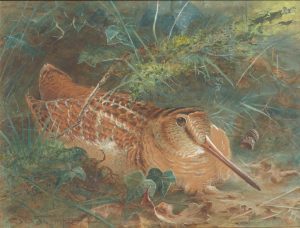 A Siesta (Woodcock)