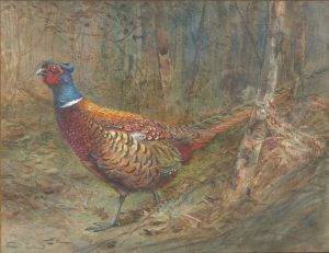 A Wary Old Bird (Pheasant)