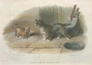 The Skye Terrier