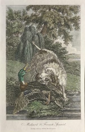 Mallard & French Spaniel