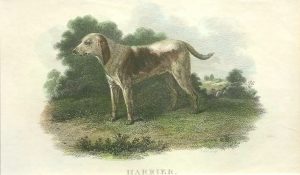Harrier