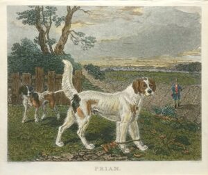 Priam