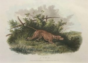 Juno (pointer)