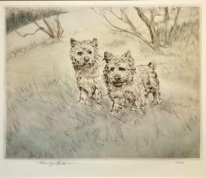 Cairn Terriers