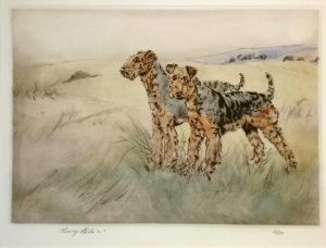 Airedale Terriers