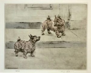 Norwich Terriers