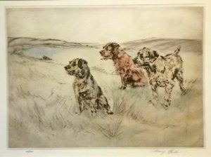 Lakeland Terriers