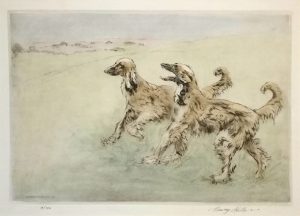 Afgan Hounds