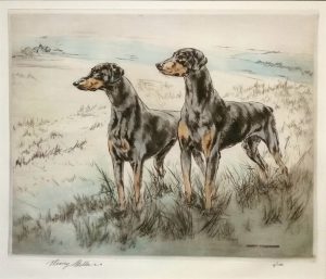 Doberman