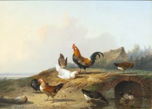 Chickens & Ducks