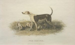 Foxhound