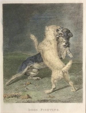 Dogs Fighting