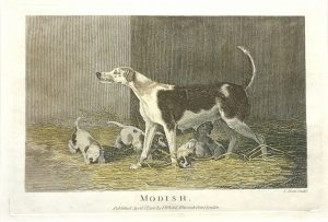 Modish (foxhound)