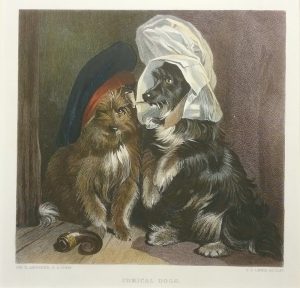 Comical Dogs