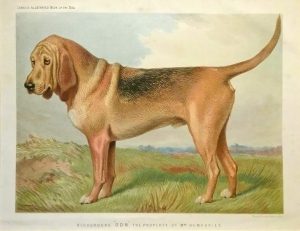Bloodhound