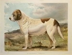 St. Bernard