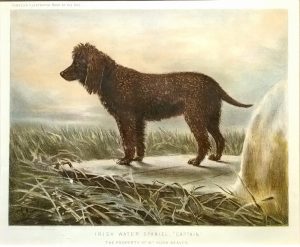 Irish Water Spaniel