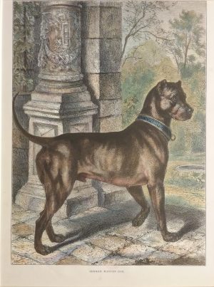 German Mastiff