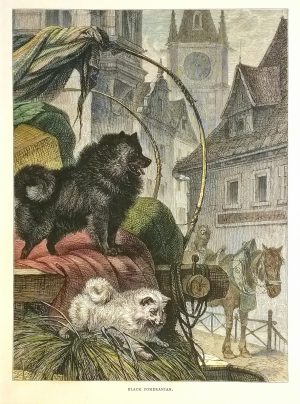 Black Pomeranian