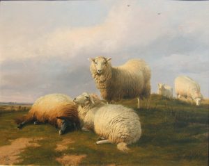 Sheep Resting on a Hill