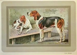 Chien Normand, Basset Artésien Normand