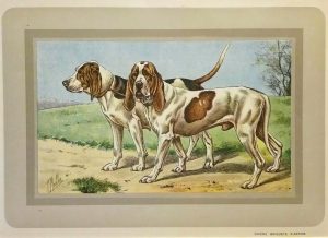 Chiens Briquets D'Artois