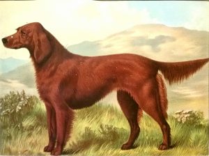 Irish Setter