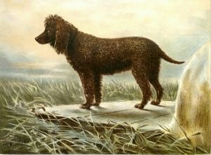 Irish Water Spaniel