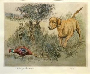 Yellow Labrador & Pheasant