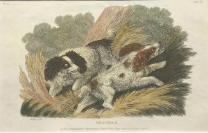 Spaniels