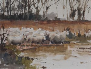 Sheep at Sidlow