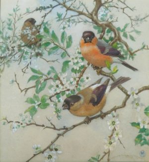 Bullfinches